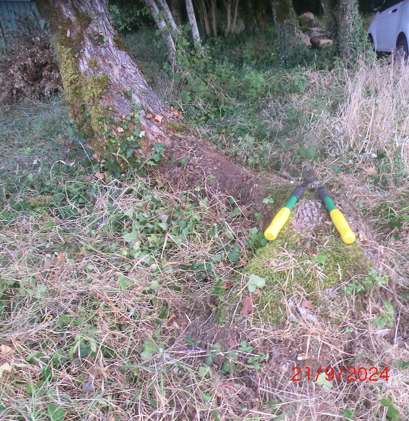 0921_arbre_rampant_Léoville.jpg