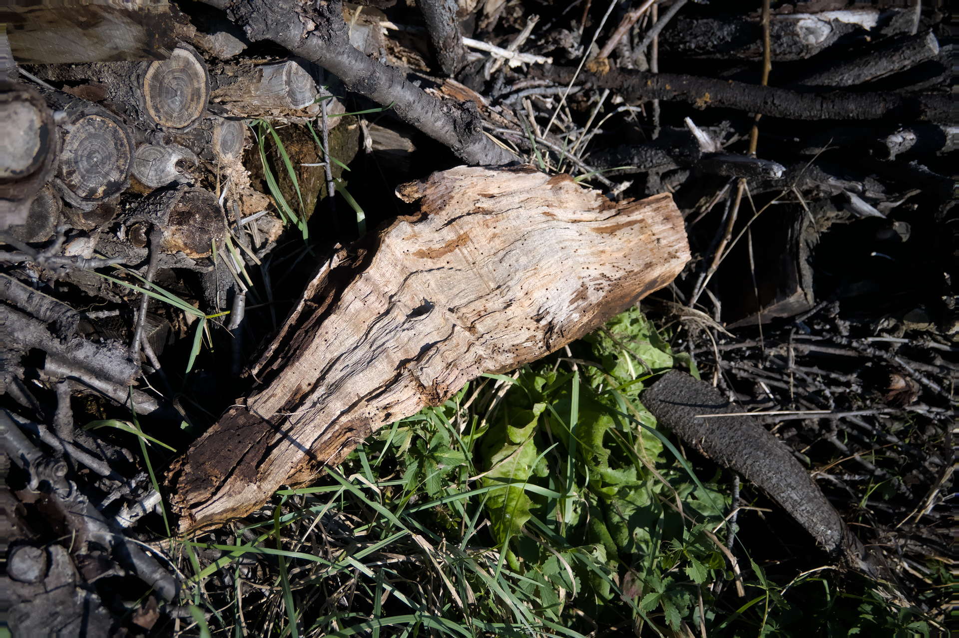 DSC_0595.jpg