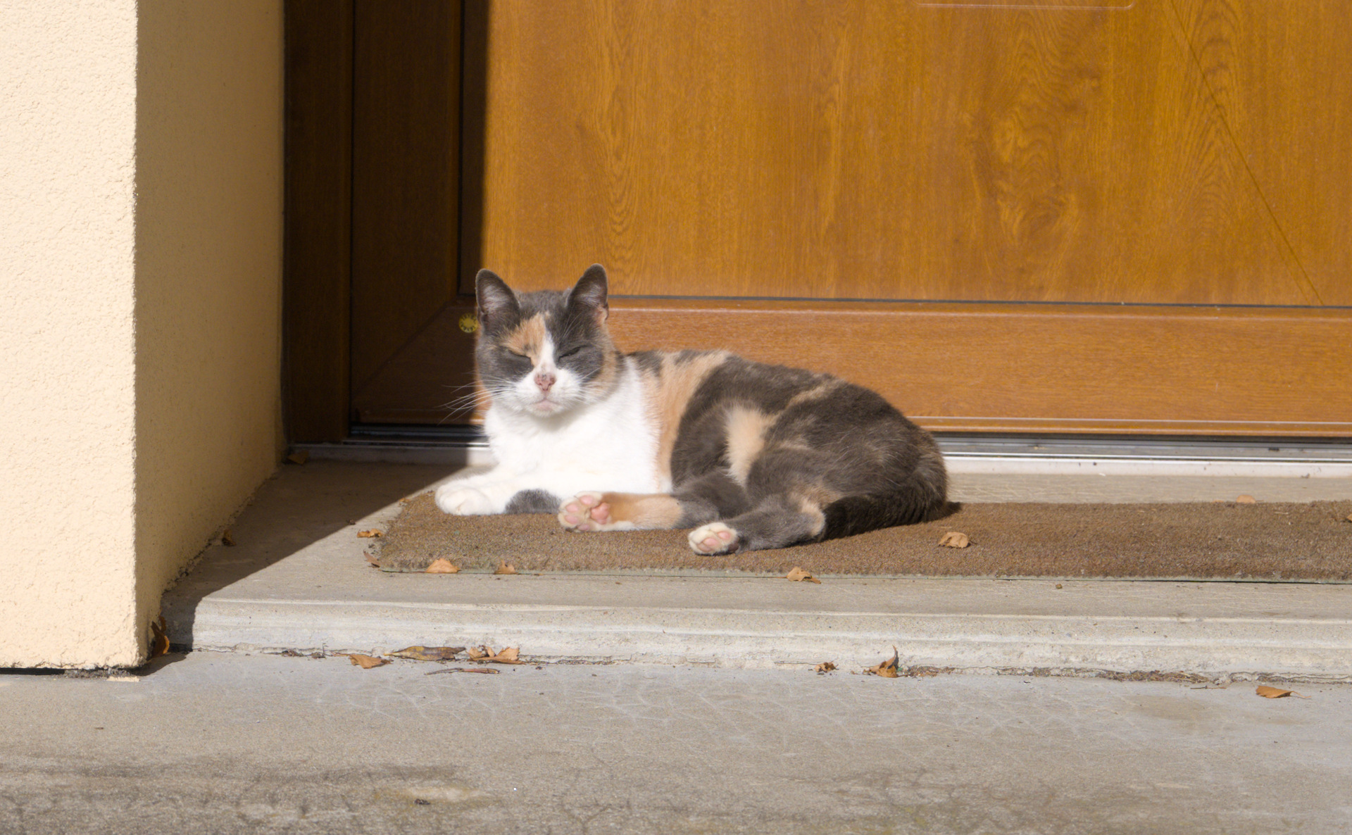 DSC_0597.jpg