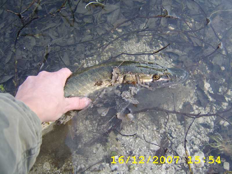 Brochet_1216_53_Peanut-2.jpg