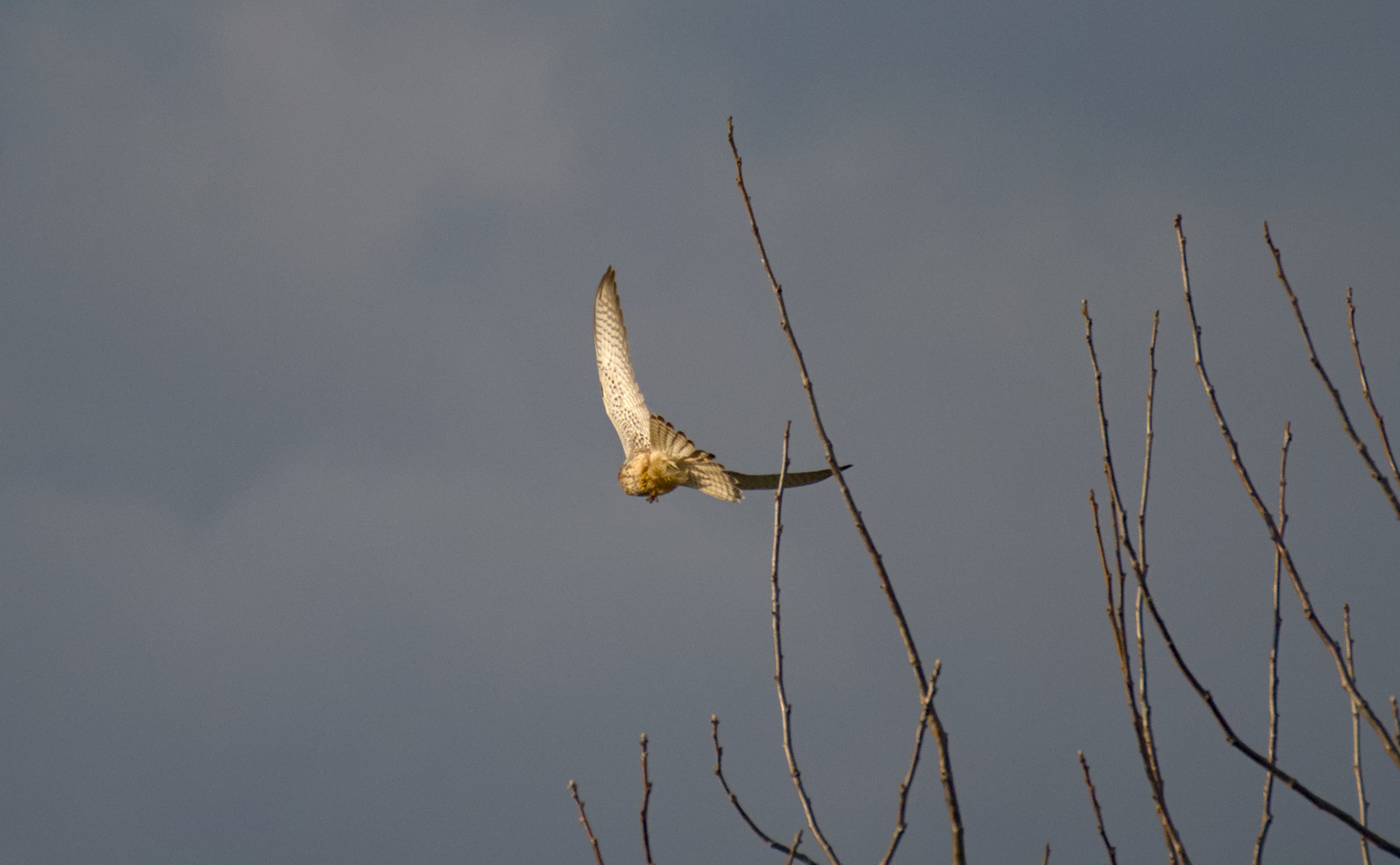 DSC_1467_02.jpg