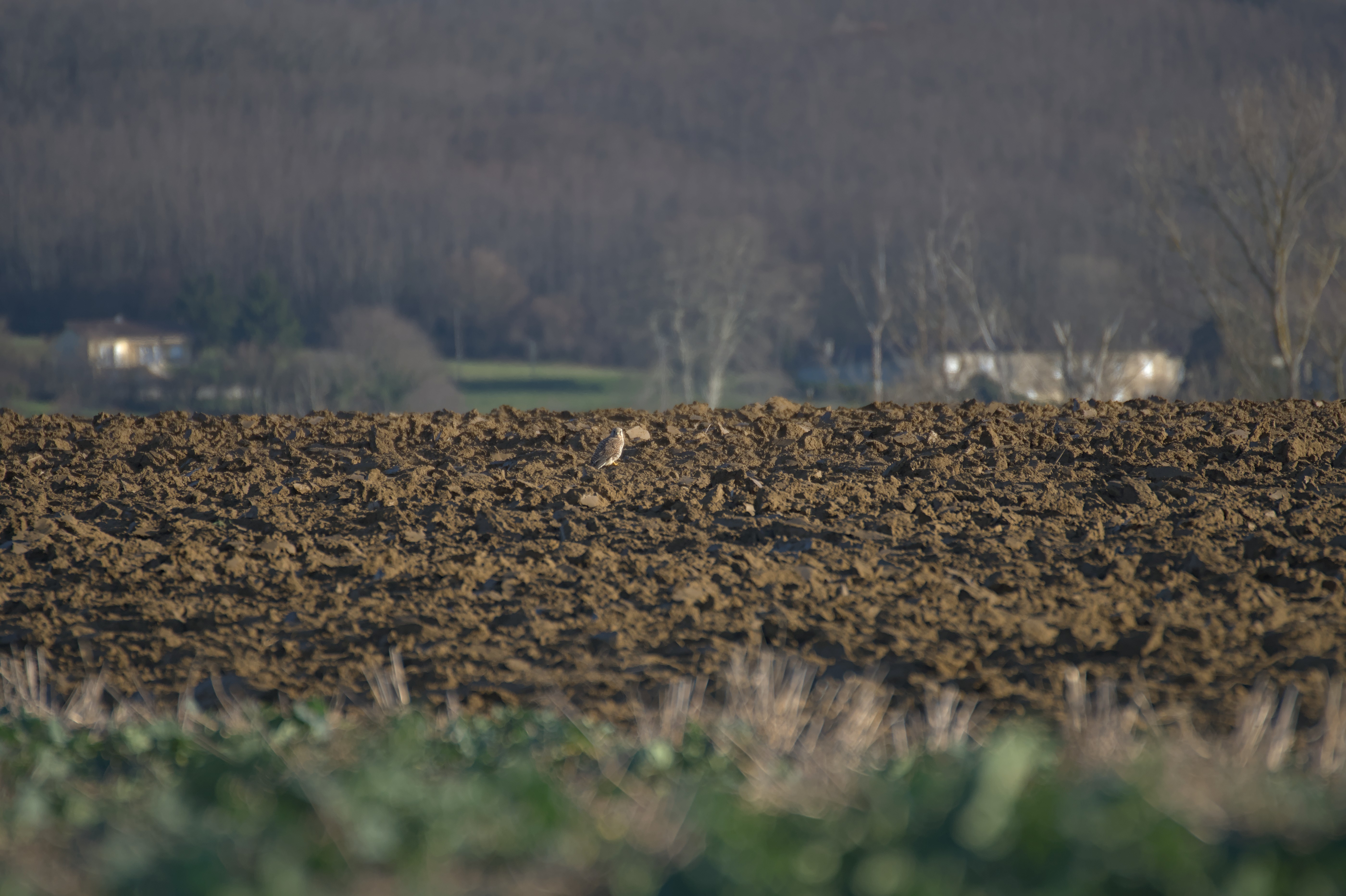 DSC_0953.jpg