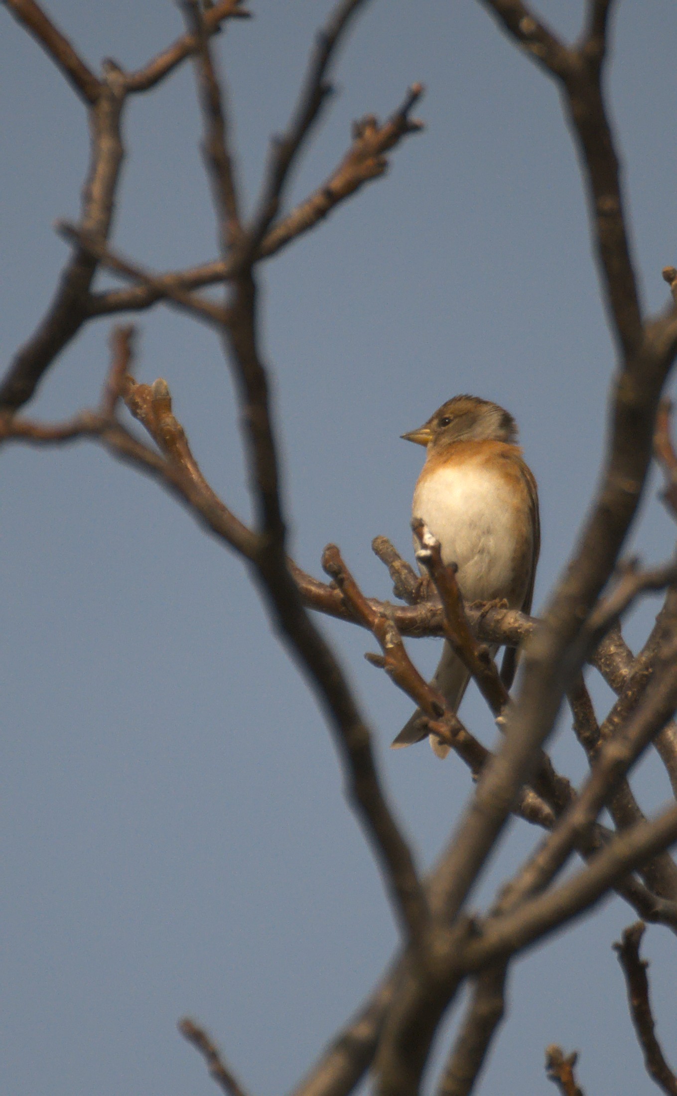 DSC_1686.jpg