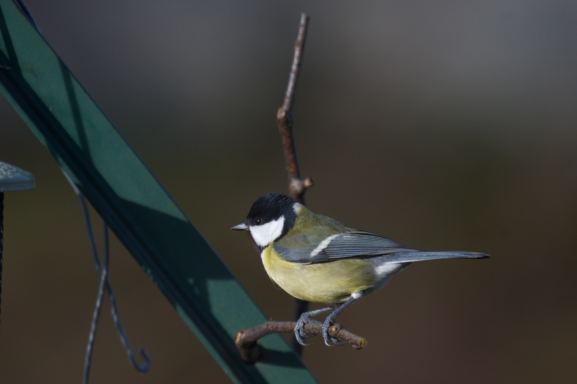 DSC_3395.jpg