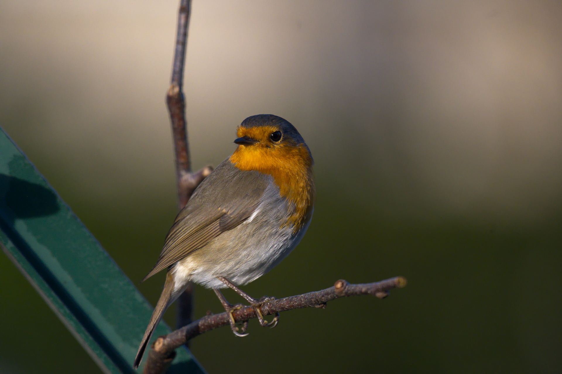 DSC_3347.jpg