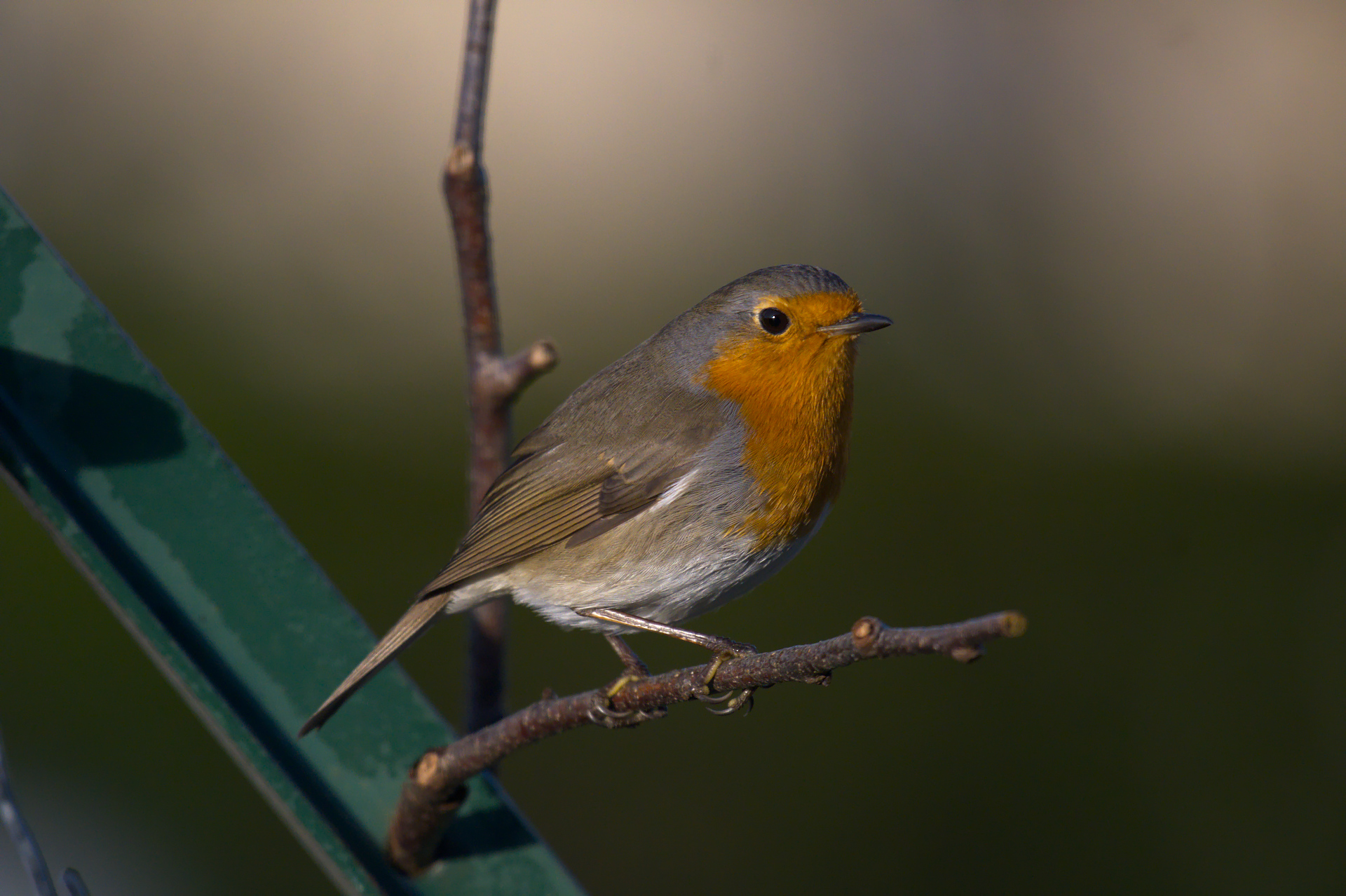 DSC_3330.jpg