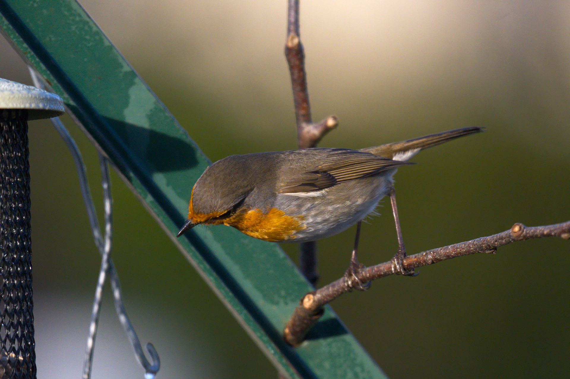 DSC_3325.jpg