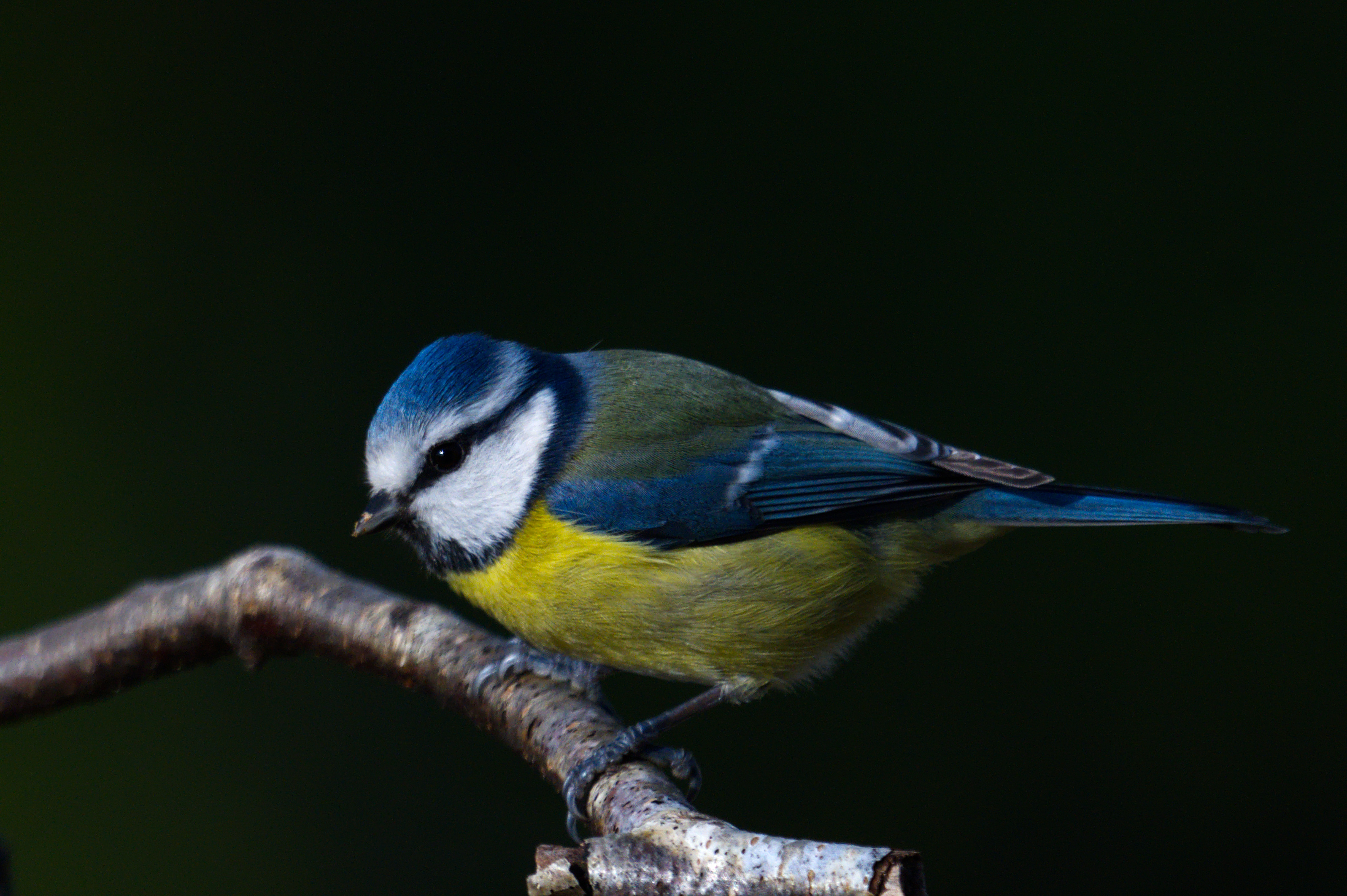 DSC_3437.jpg