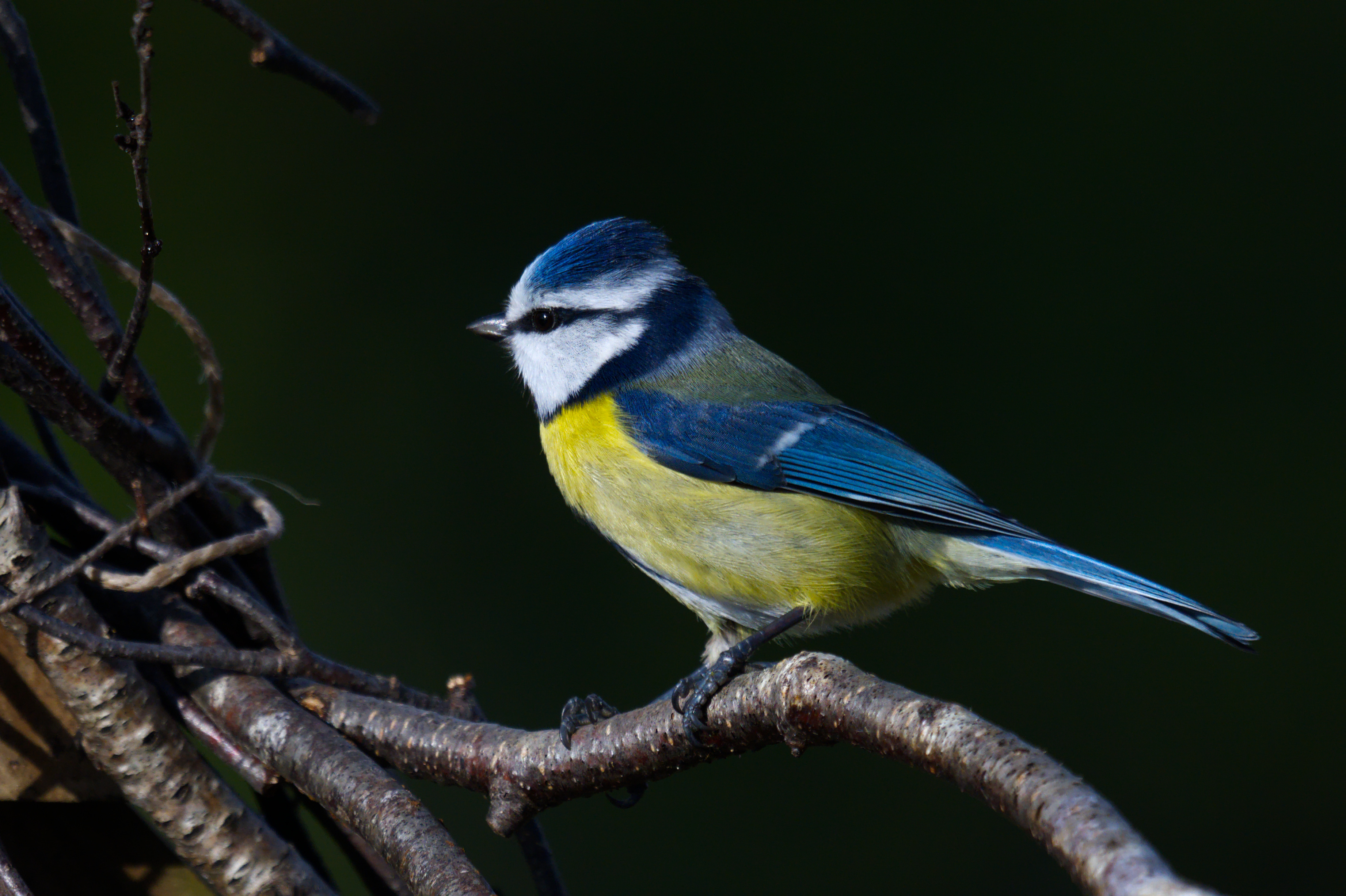 DSC_3447.jpg