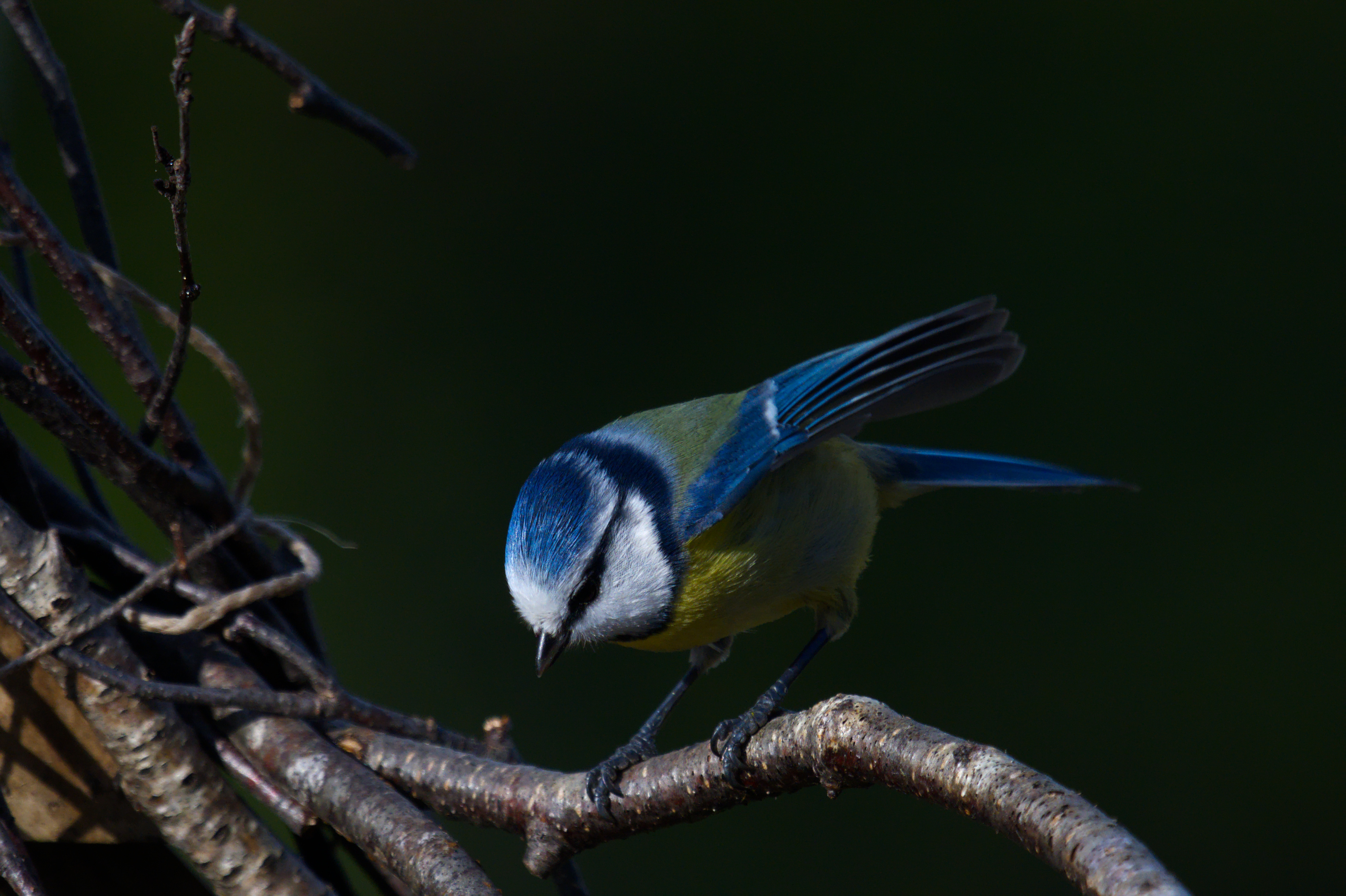 DSC_3449.jpg