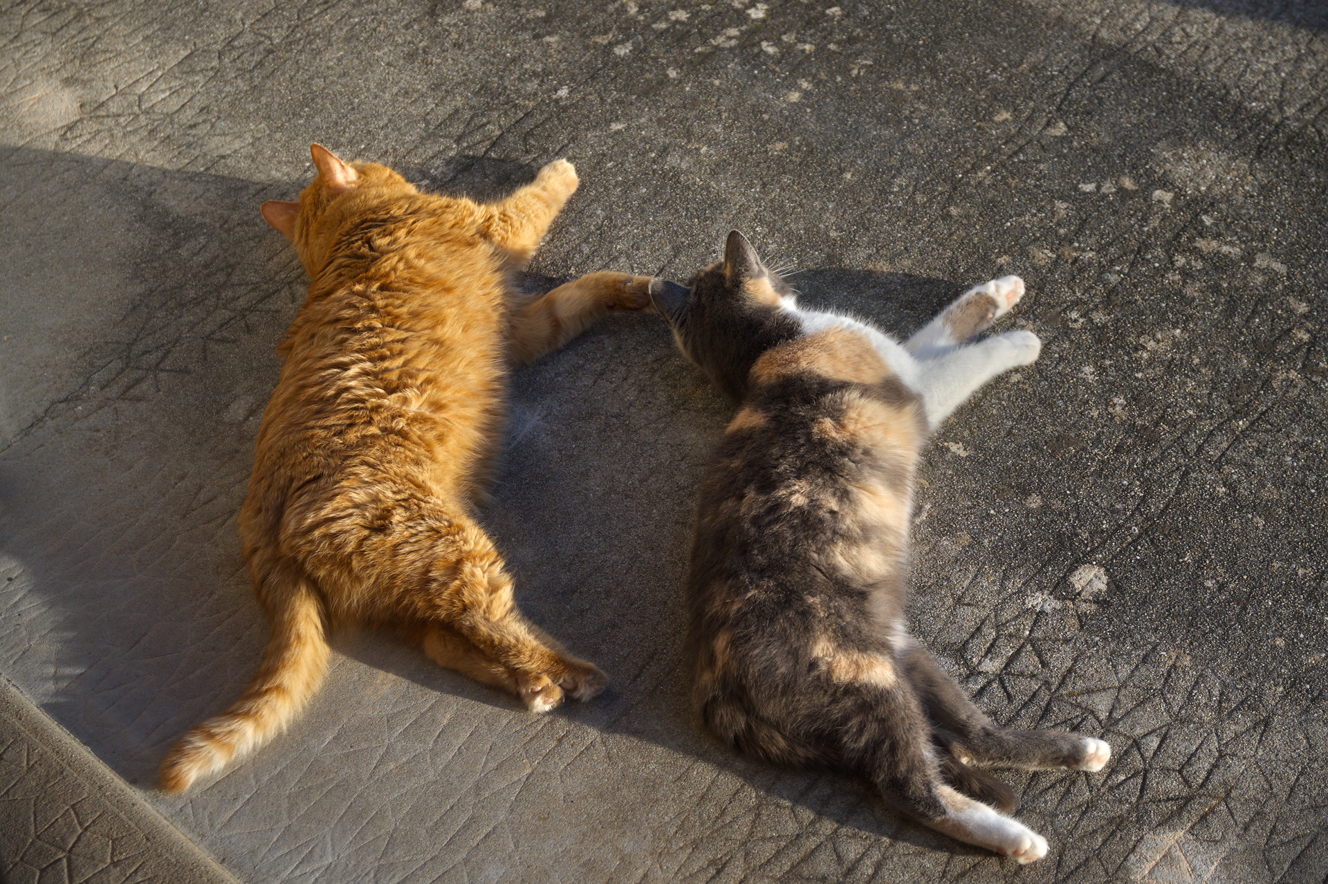 DSC_3939.jpg