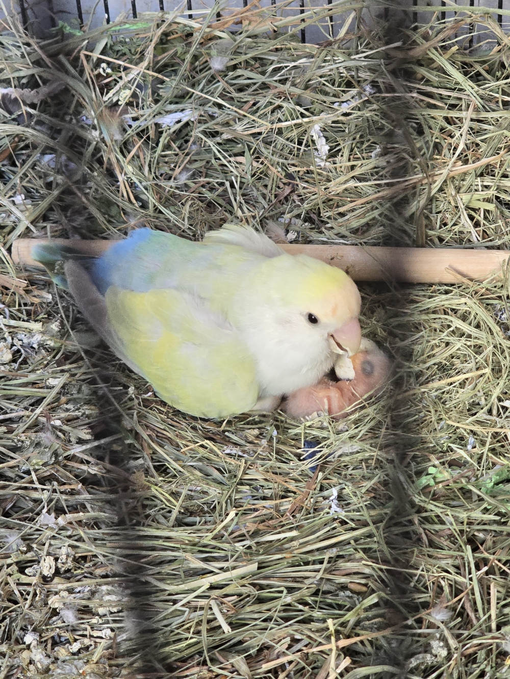 Poussins_Aerie_Volodymor_28fevrier2026.jpg