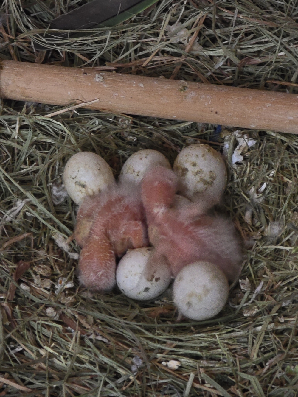 Poussins_Aerie_Volodymor_01mars2026.jpg