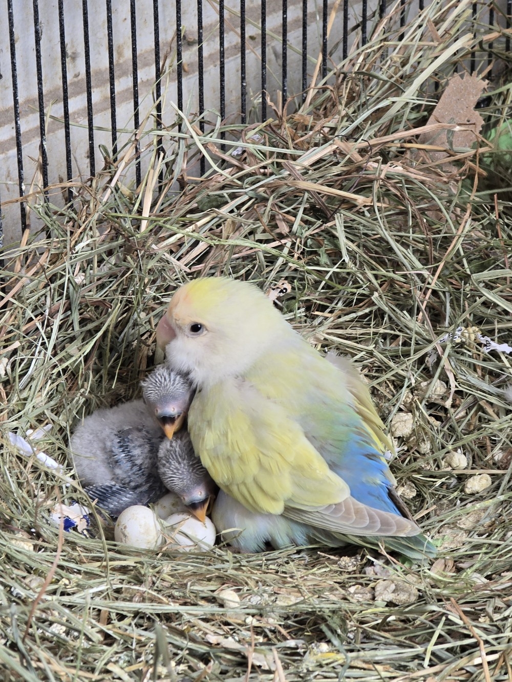 Poussins_Aerie_Volodymor_15mars2026.jpg