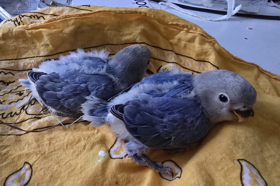 Poussins_Aerie_Volodymor_24mars2026.jpg