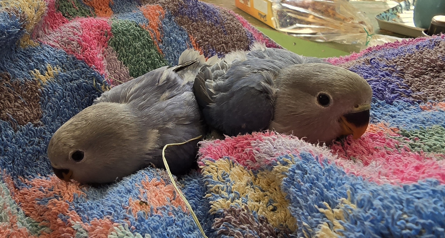 Poussins_Aerie_Volodymor_26mars2026.jpg