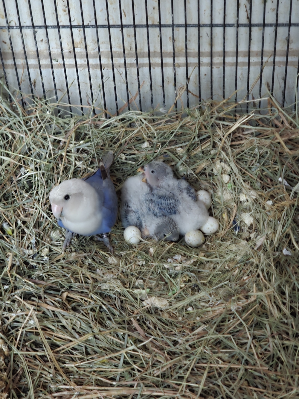 Poussins_Volodymir_15ars2026.jpg
