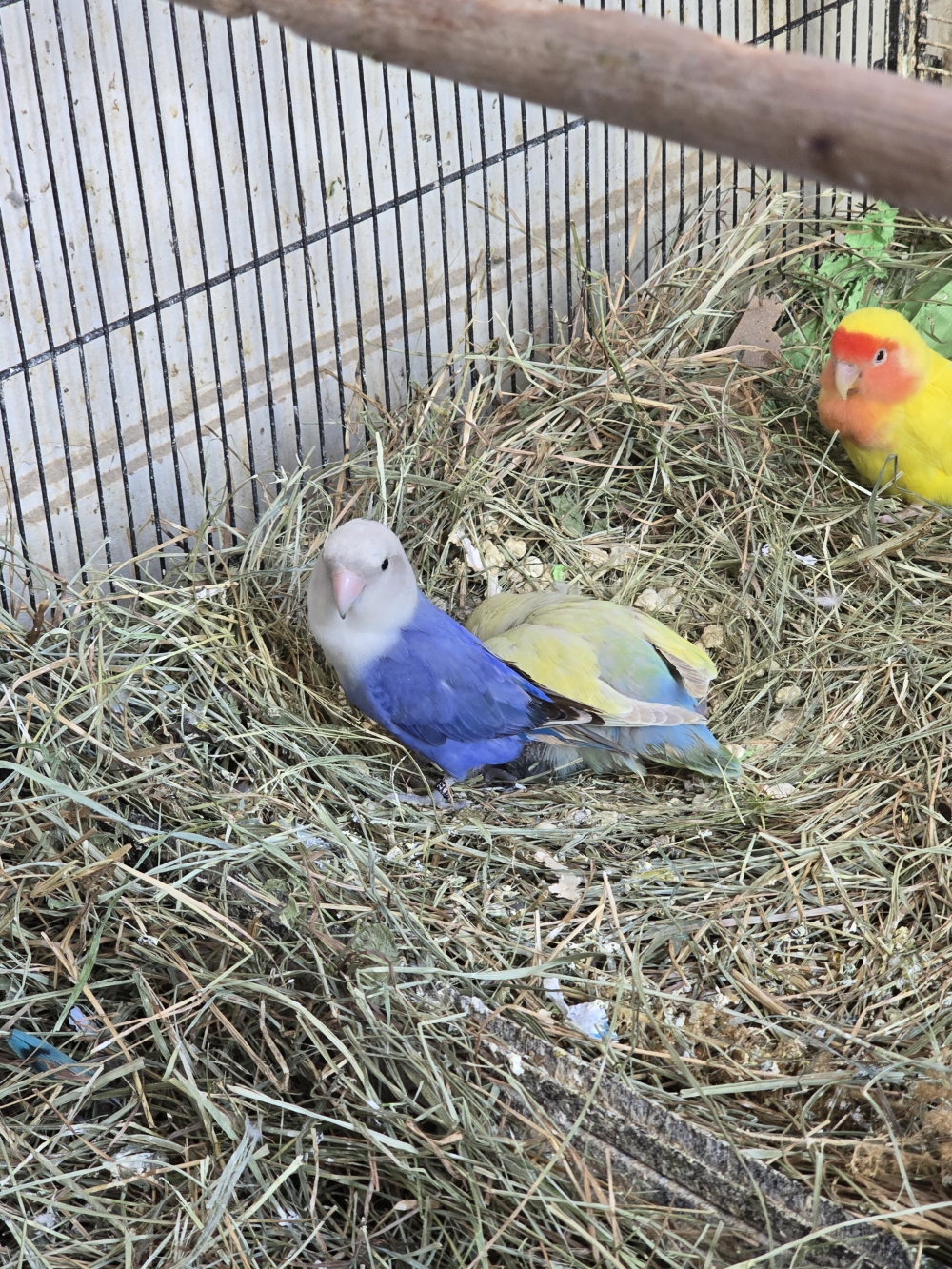 Petits_parents_combles_mars2026.jpg