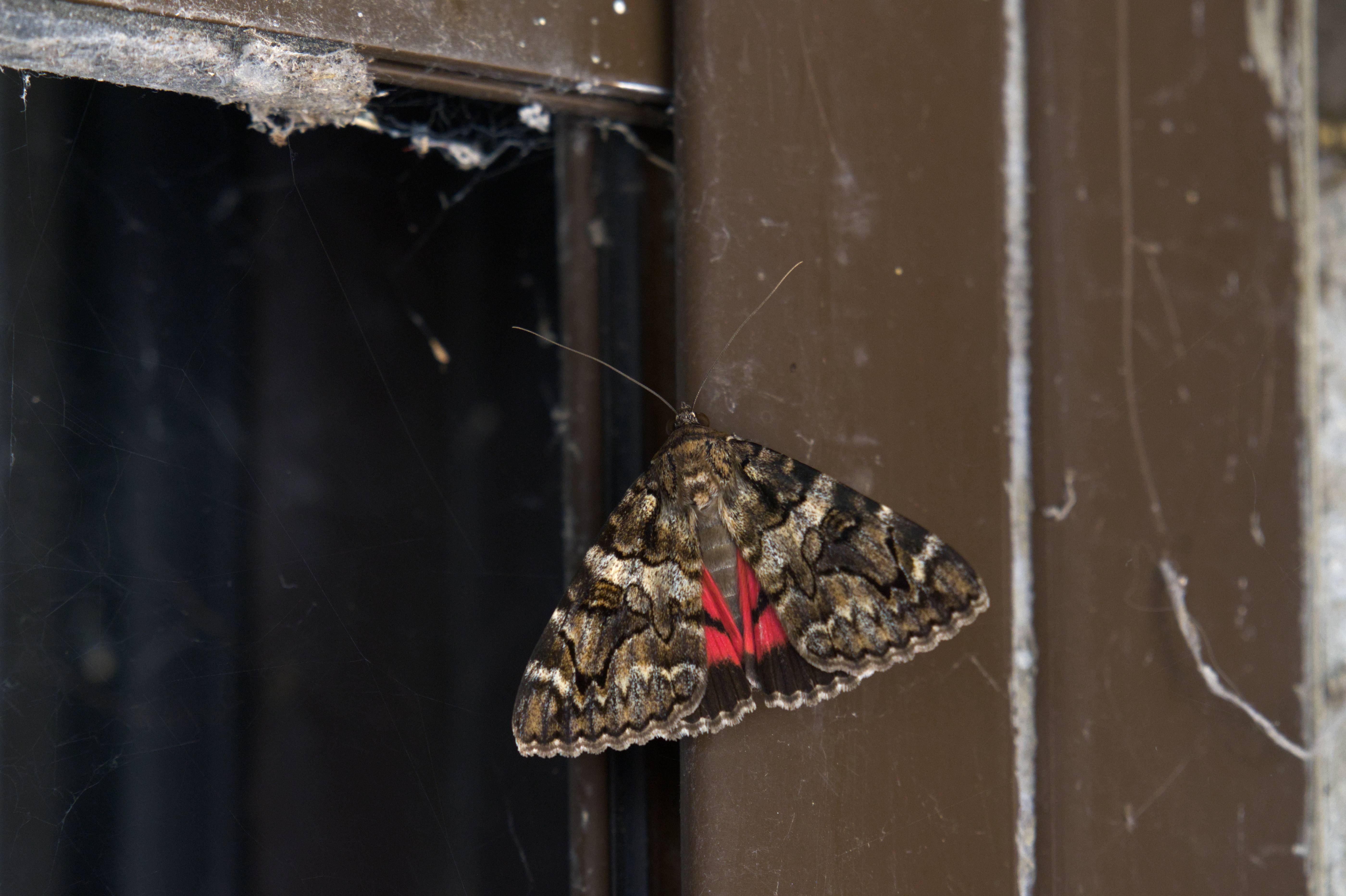 DSC_5966.jpg