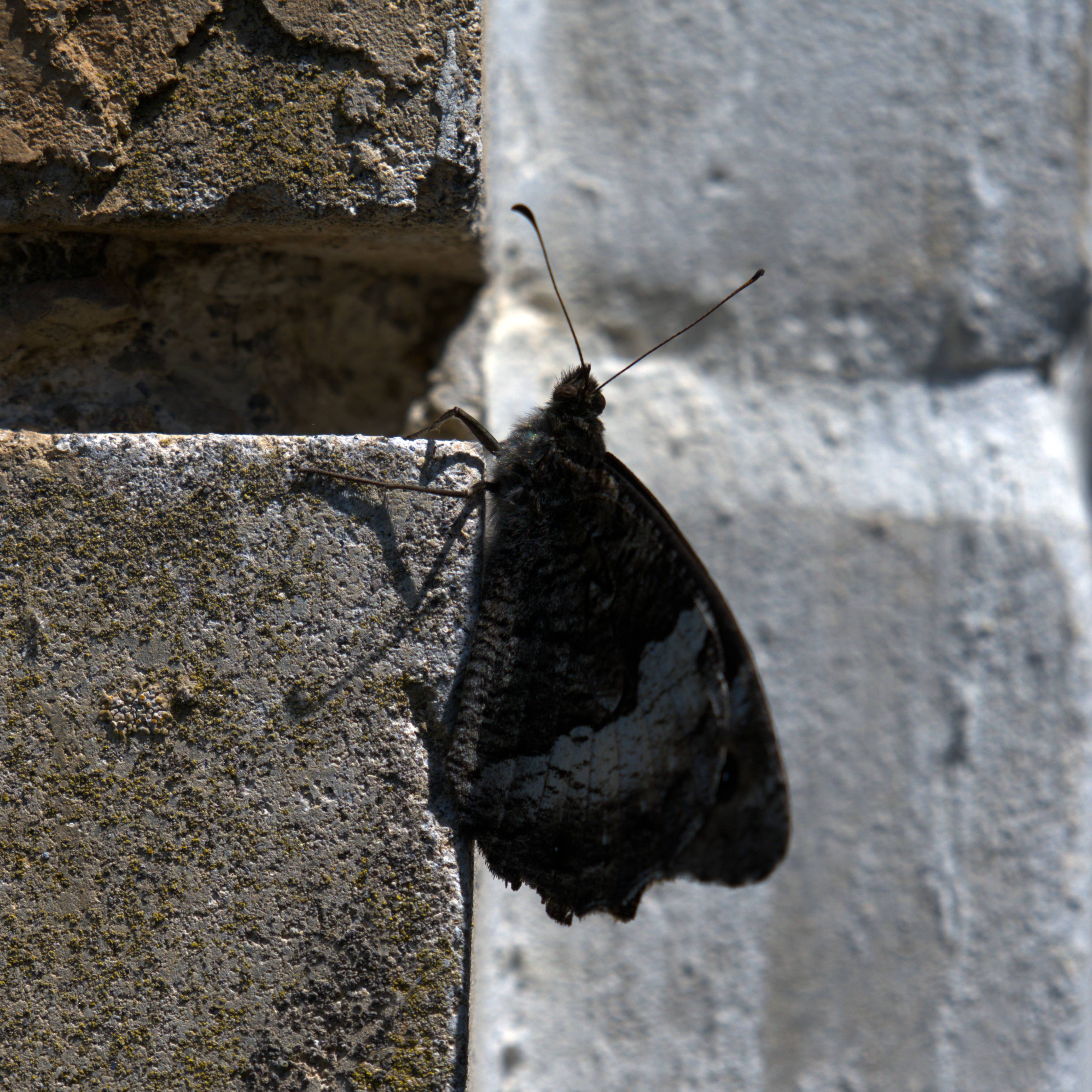DSC_5968.jpg