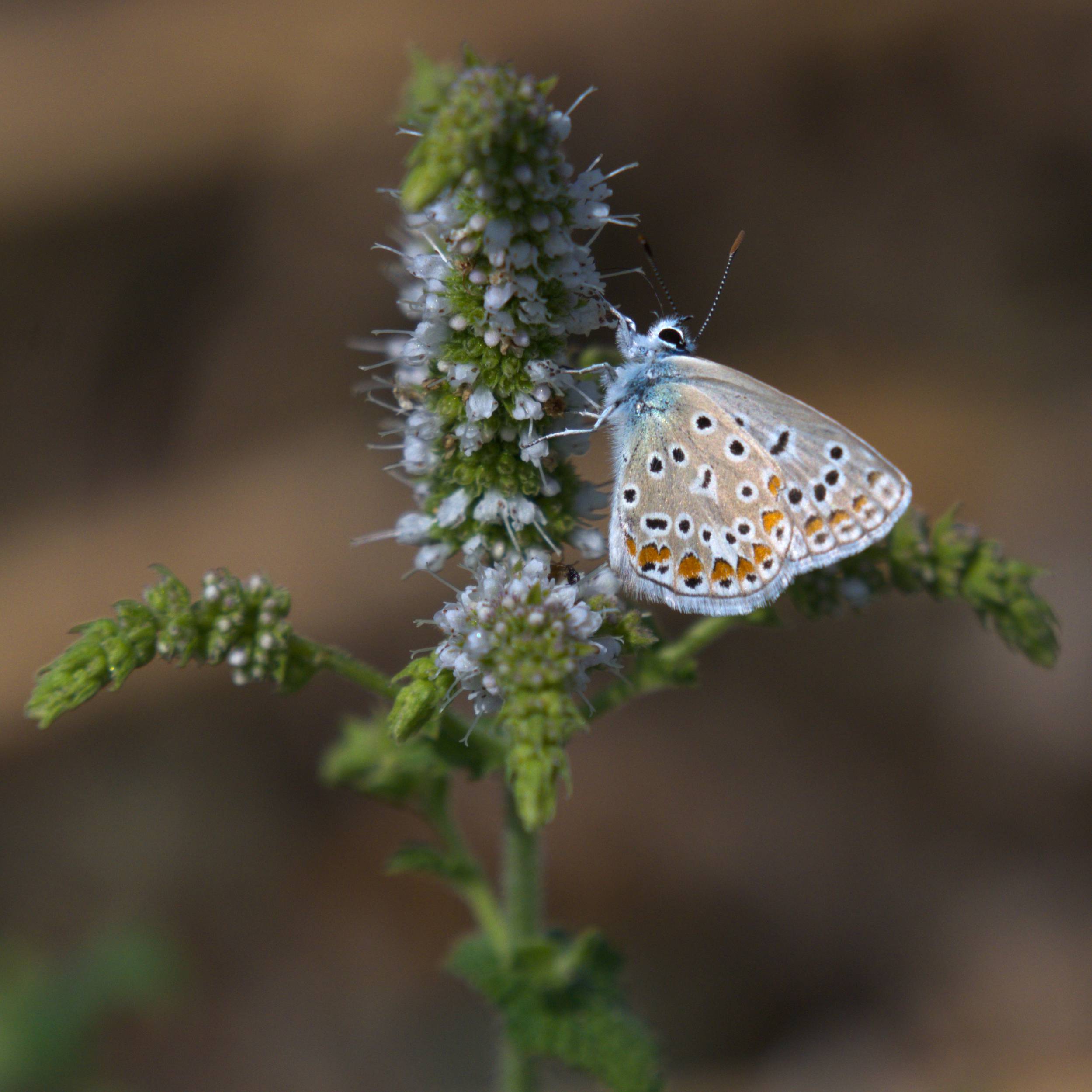 DSC_6054.jpg