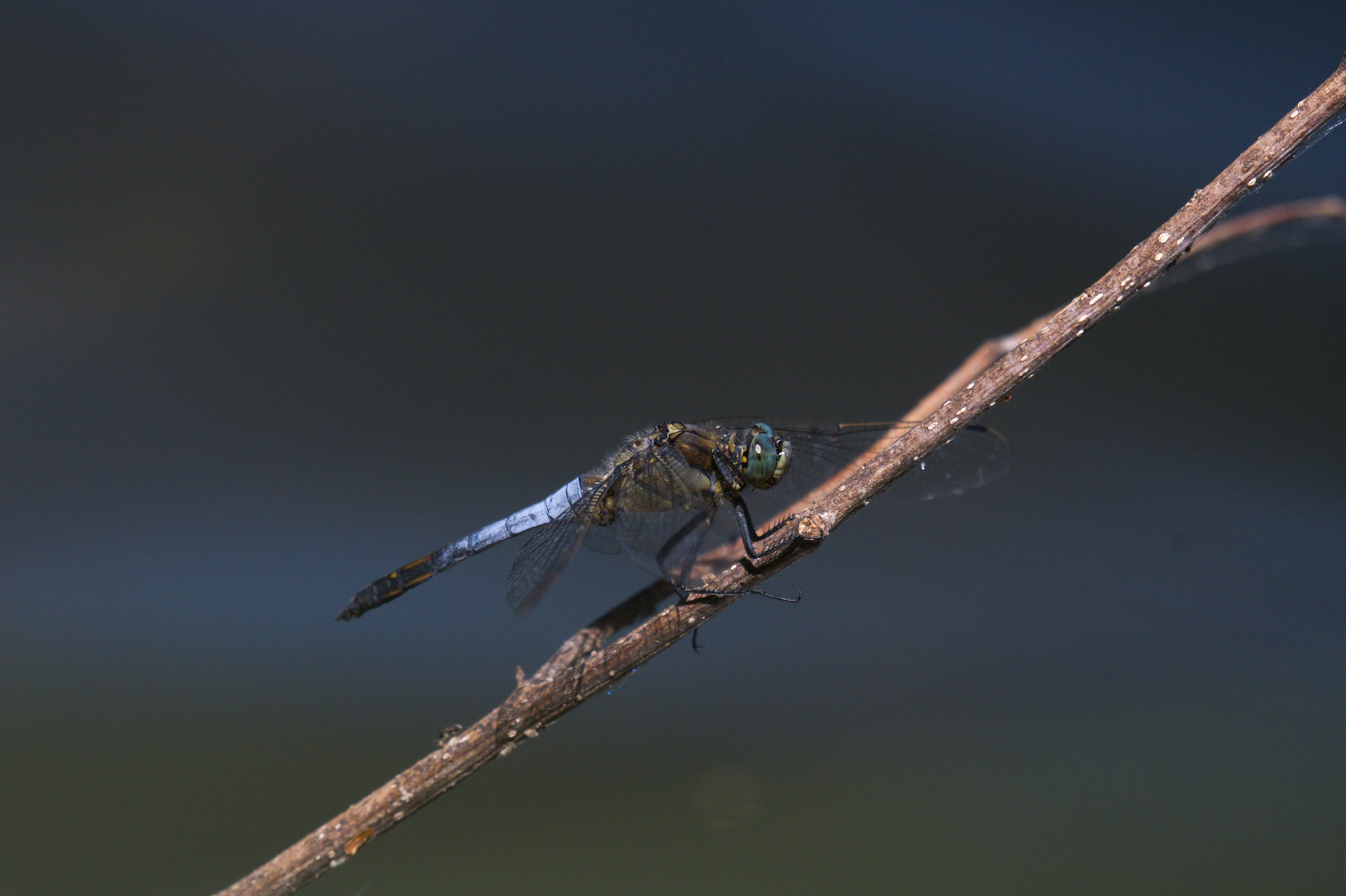 DSC_5908.jpg