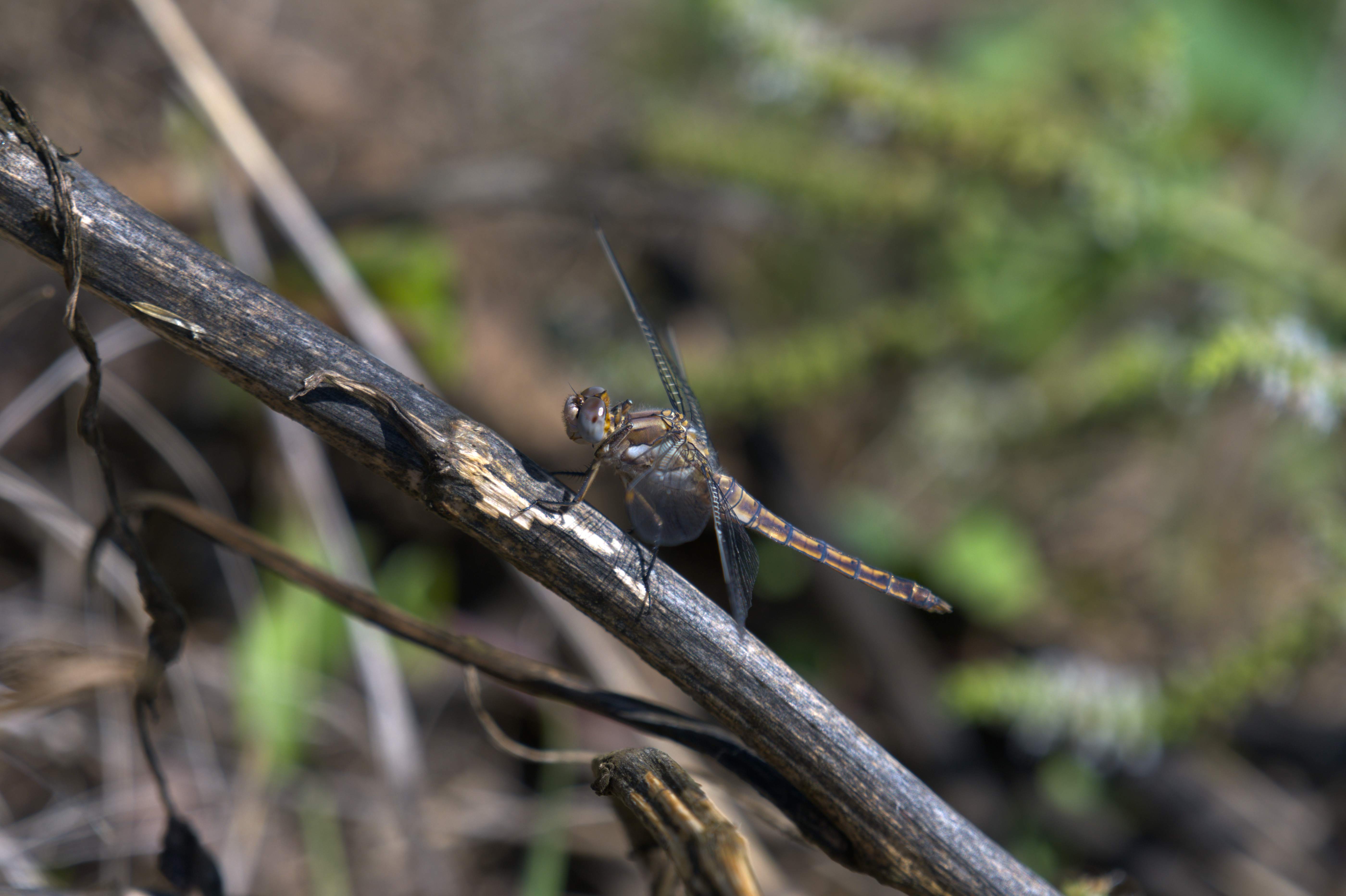 DSC_6196.jpg