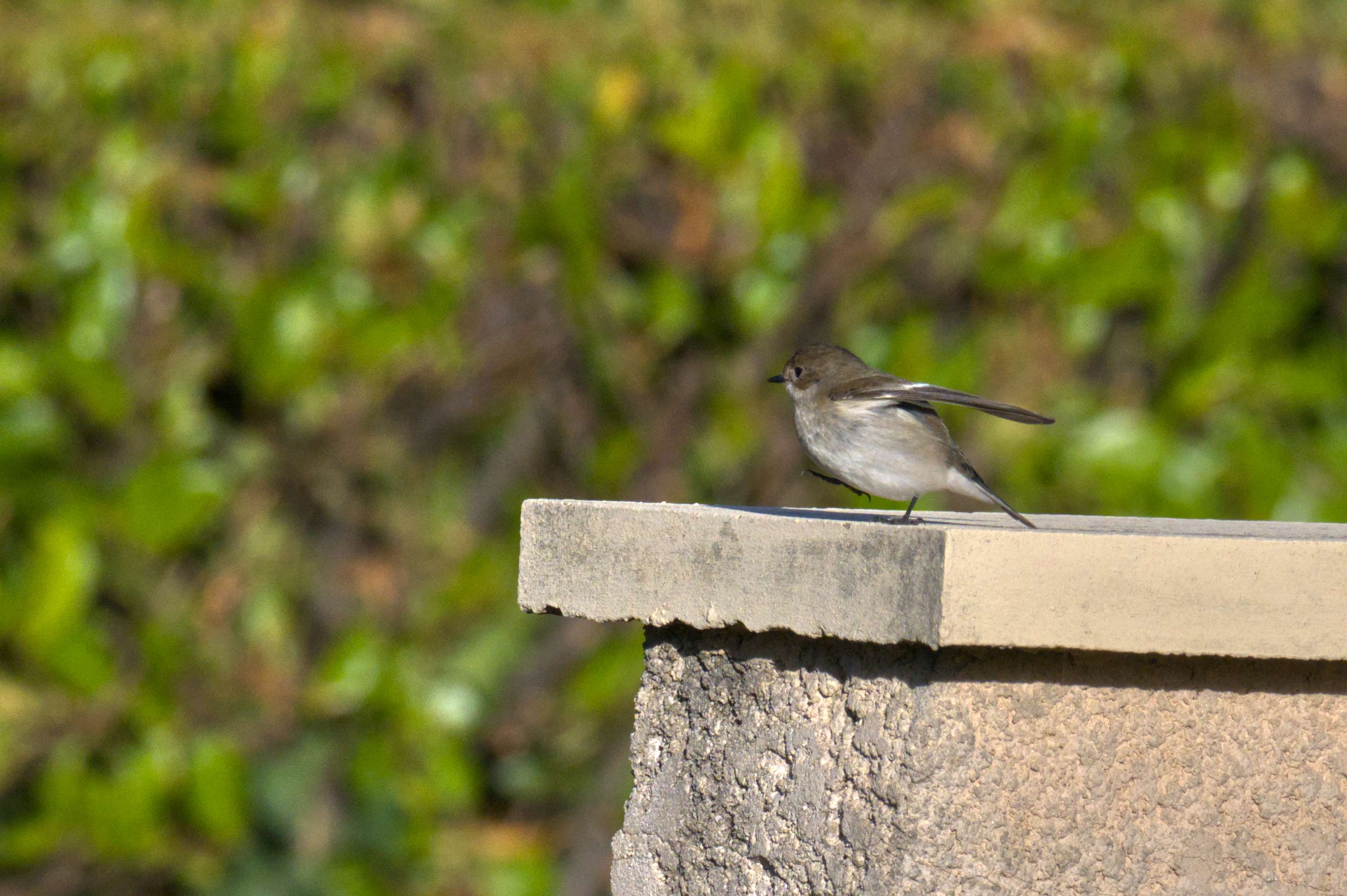 DSC_6888_01.jpg