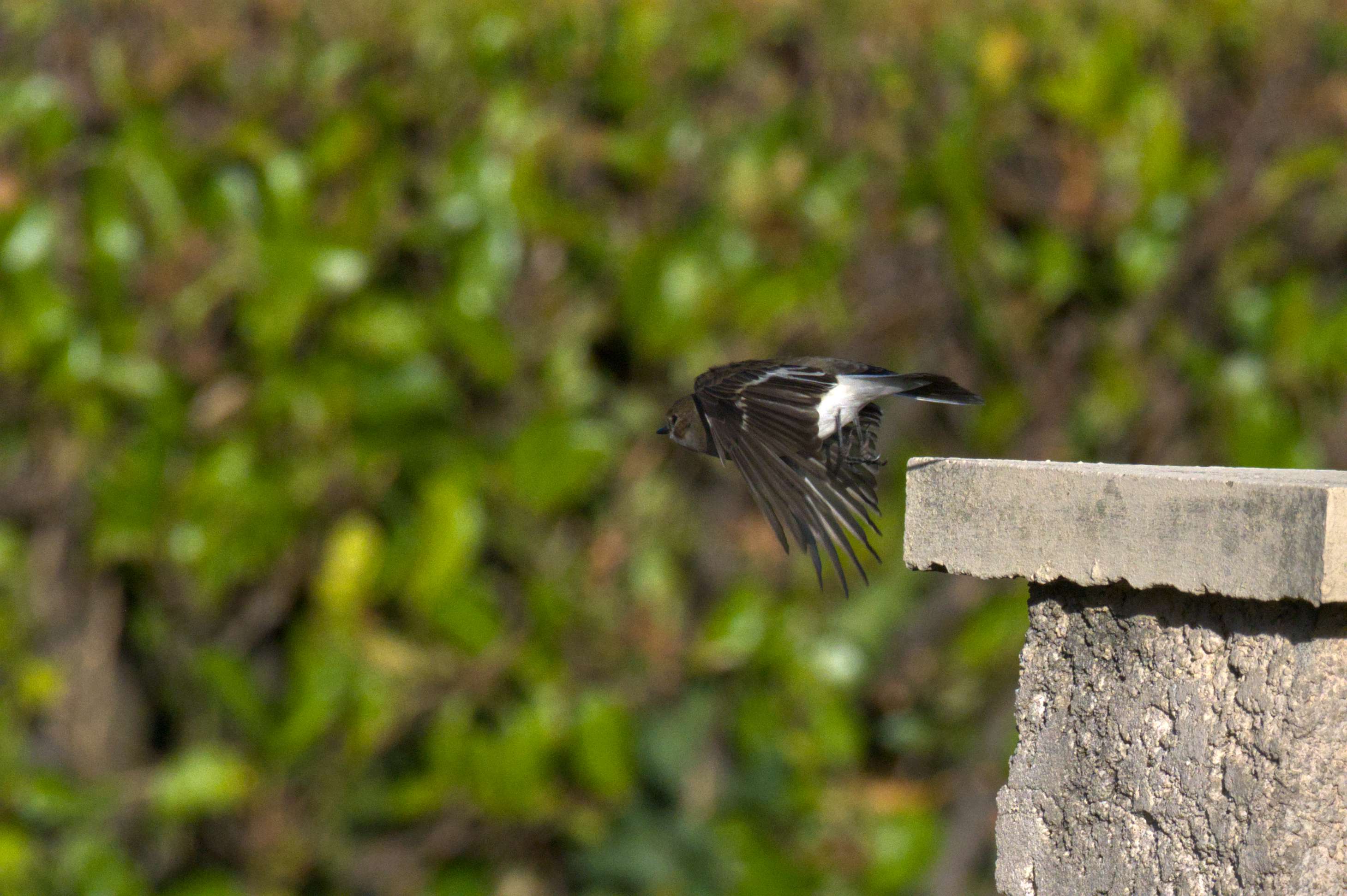 DSC_6889.jpg
