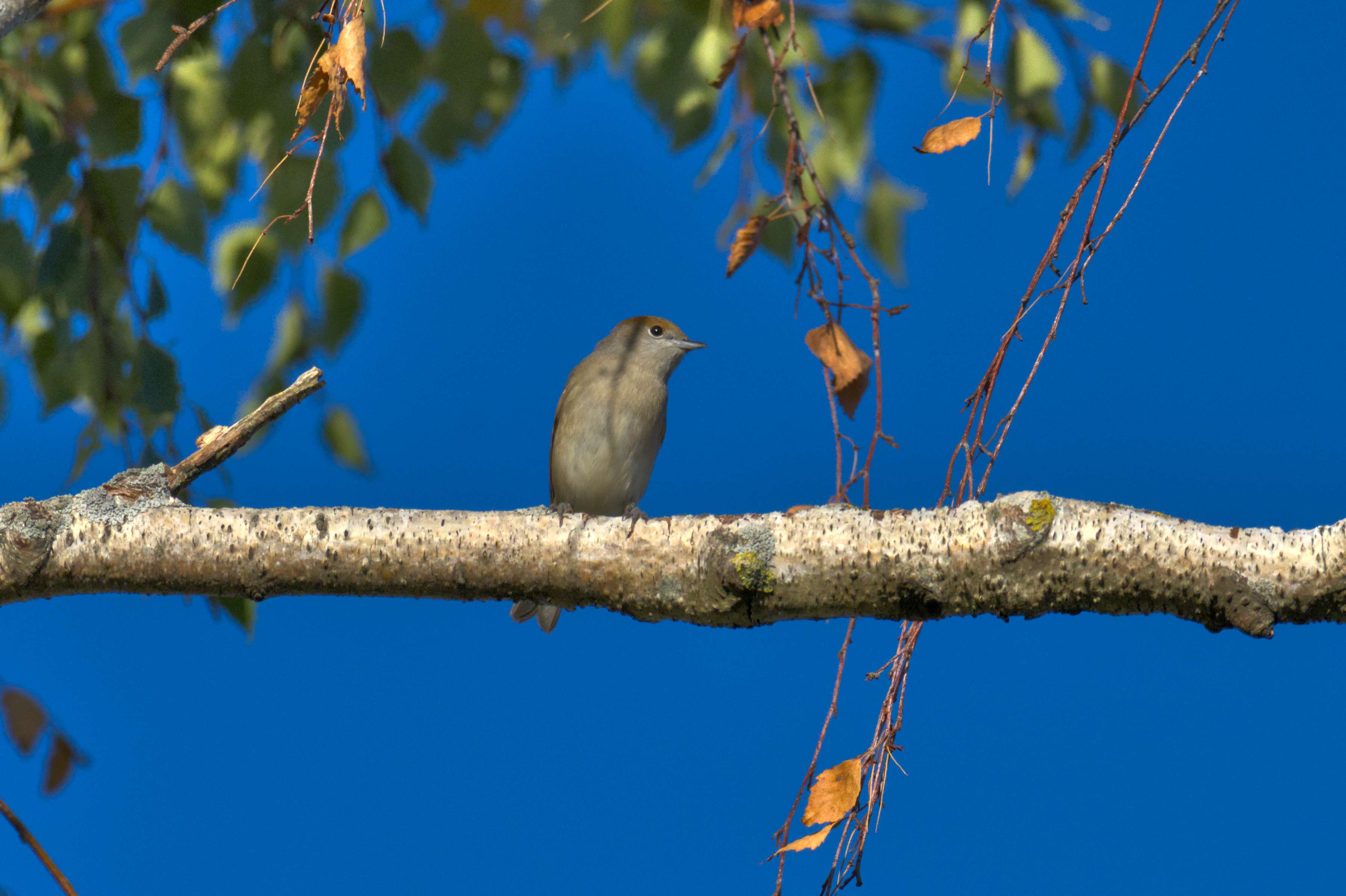 DSC_6832_01.jpg